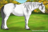 Horse Color:White Spotted Black 