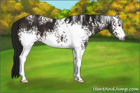 Horse Color:Gray White Spotted Bay 