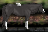 Horse Color:Smoky Black