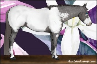 Horse Color:Smoky Black Frame Appaloosa 