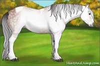 Horse Color:Gray Bay Splash Tobiano 