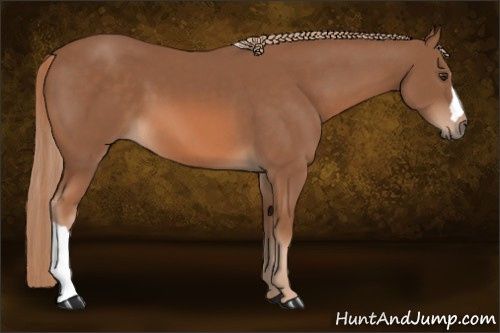 Horse Color: Liver Chestnut 