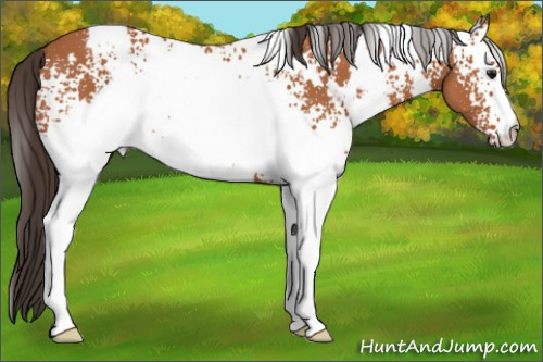 Horse Color: White Spotted Bay 