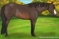 Horse Color:Brown Rabicano 
