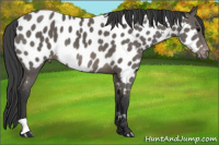 Horse Color:Black Near Leopard 