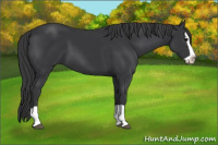 Horse Color:Black Splash