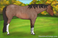 Horse Color:Bay Roan 