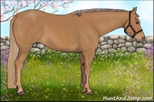 Horse Color: Chestnut 