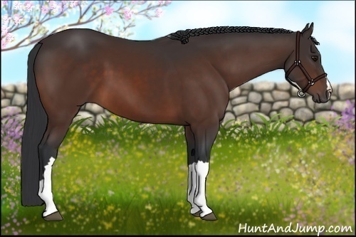 Horse Color: Bay 