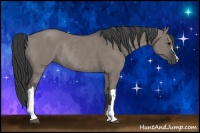 Horse Color:Grullo Rabicano 