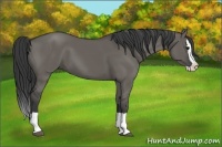 Horse Color:Grullo Splash 