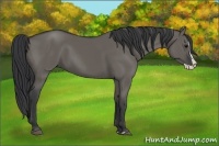 Horse Color:Grullo Splash 