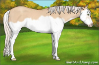 Horse Color:Silver Sable Champagne Dun Splash Frame 