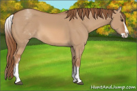 Horse Color:White Spotted Red Dun Splash 
