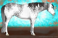 Horse Color:White Spotted Smoky Black Ice Splash 