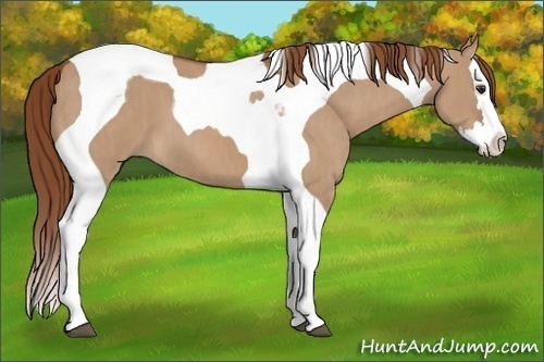 Horse Color: Red Dun Splash Tobiano  Brindle