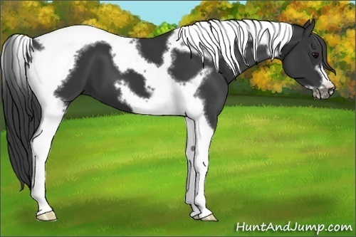 Horse Color:Black Tobiano Frame 