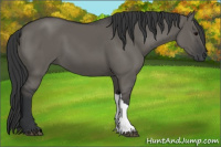 Horse Color:Brown Dun 