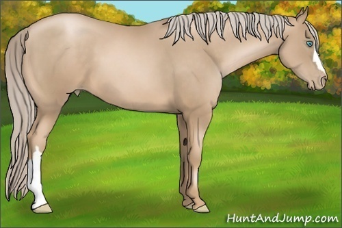Horse Color: Chocolate Palomino Pearl 