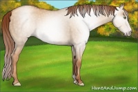 Horse Color:Gray Gold Champagne Dun 