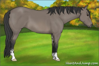 Horse Color:Brown Dun Sabino