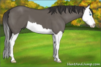 Horse Color:Smoky Grullo Splash