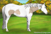 Horse Color:Bay Dun Splash Tobiano