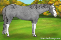 Horse Color:Black Splash Appaloosa 