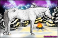 Horse Color:Black Appaloosa Rabicano 