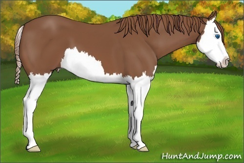 Horse Color:Chestnut Splash