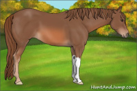 Horse Color:Liver Chestnut 