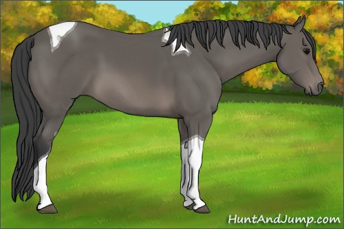 Horse Color: Unknown 