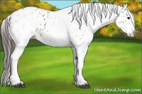 Horse Color:White Spotted Bay Splash Appaloosa 