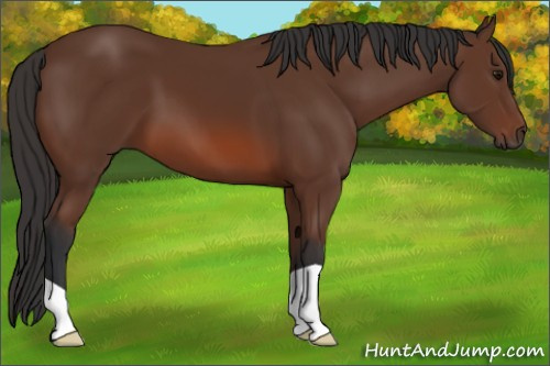 Horse Color: Bay 
