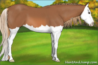 Horse Color:Chestnut Splash 