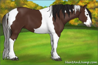Horse Color:Gray Bay Splash Tobiano 