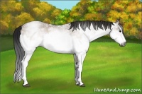 Horse Color:Gray White Spotted Bay Roan Dun Splash Frame Rabicano