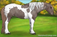 Horse Color:Liver Chestnut Tobiano Blanket 