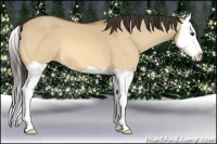 Horse Color:Buckskin Dun Splash 