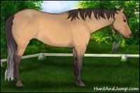 Horse Color:Buckskin Dun 