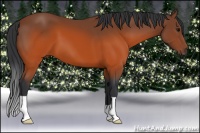 Horse Color:Brown 