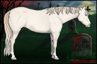 Horse Color:Perlino Dun 