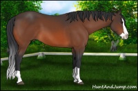 Horse Color:Bay Splash 