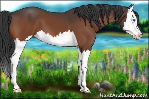 Horse Color:Bay Splash 