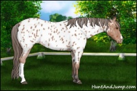 Horse Color:Bay Roan Near Leopard 