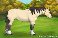 Horse Color:Buckskin Roan Dun Splash