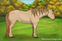 Horse Color:Red Dun Roan
