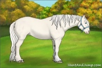 Horse Color:Cremello Dun 