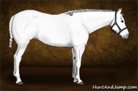 Horse Color:Gray Chestnut 