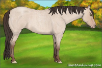 Horse Color:Amber Champagne Roan Dun 